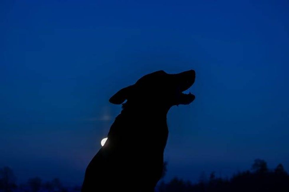 Eclipse mascotas.