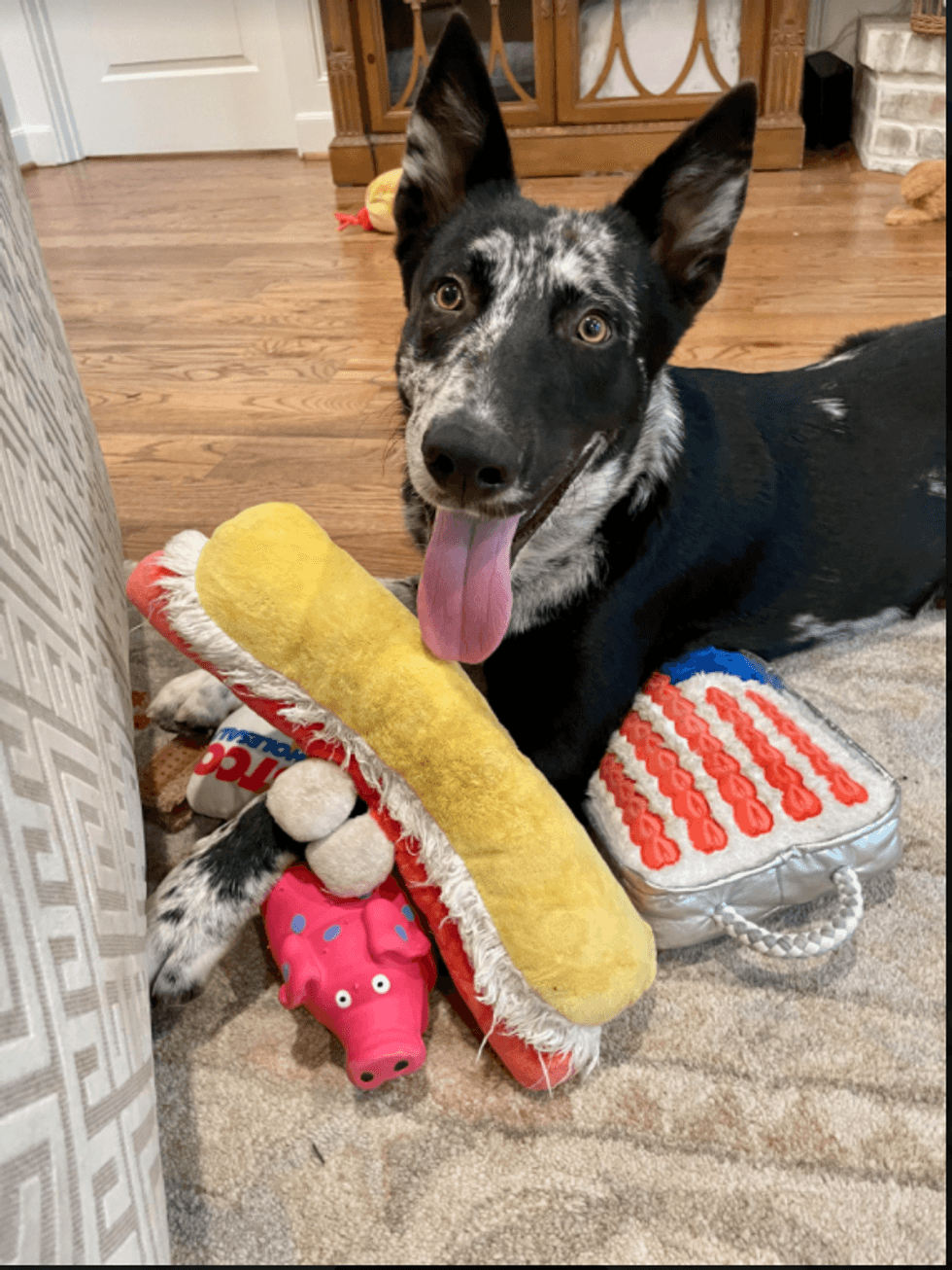 Eddie is an 8-month-old mix breed puppy. He weighs 47 pounds.