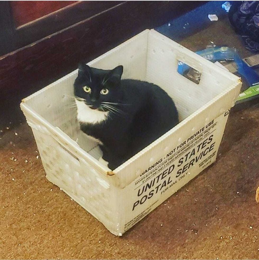 Edgewater shop owners fear missing black cat could be part of sick Halloween trick