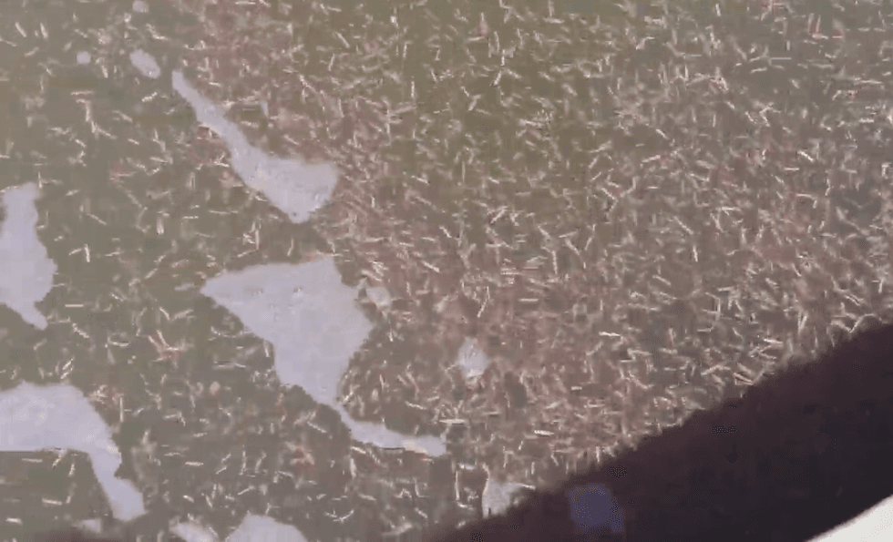 Eek! These hook-jawed worms in the waters of a South Carolina harbor are a little freaky.