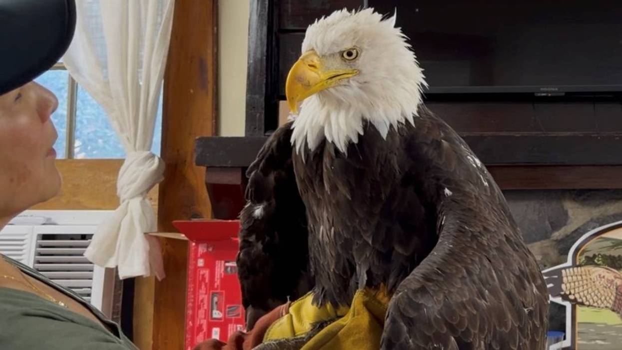 EEUU-ÁGUILA CALVA