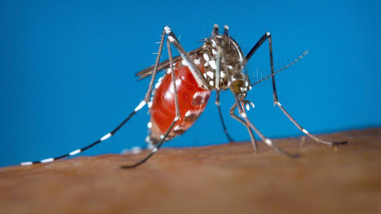 EEUU DENGUE