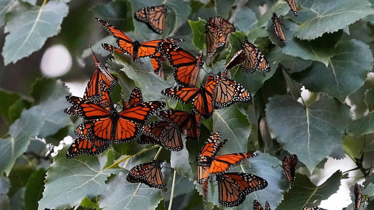 EEUU-MARIPOSAS MONARCA