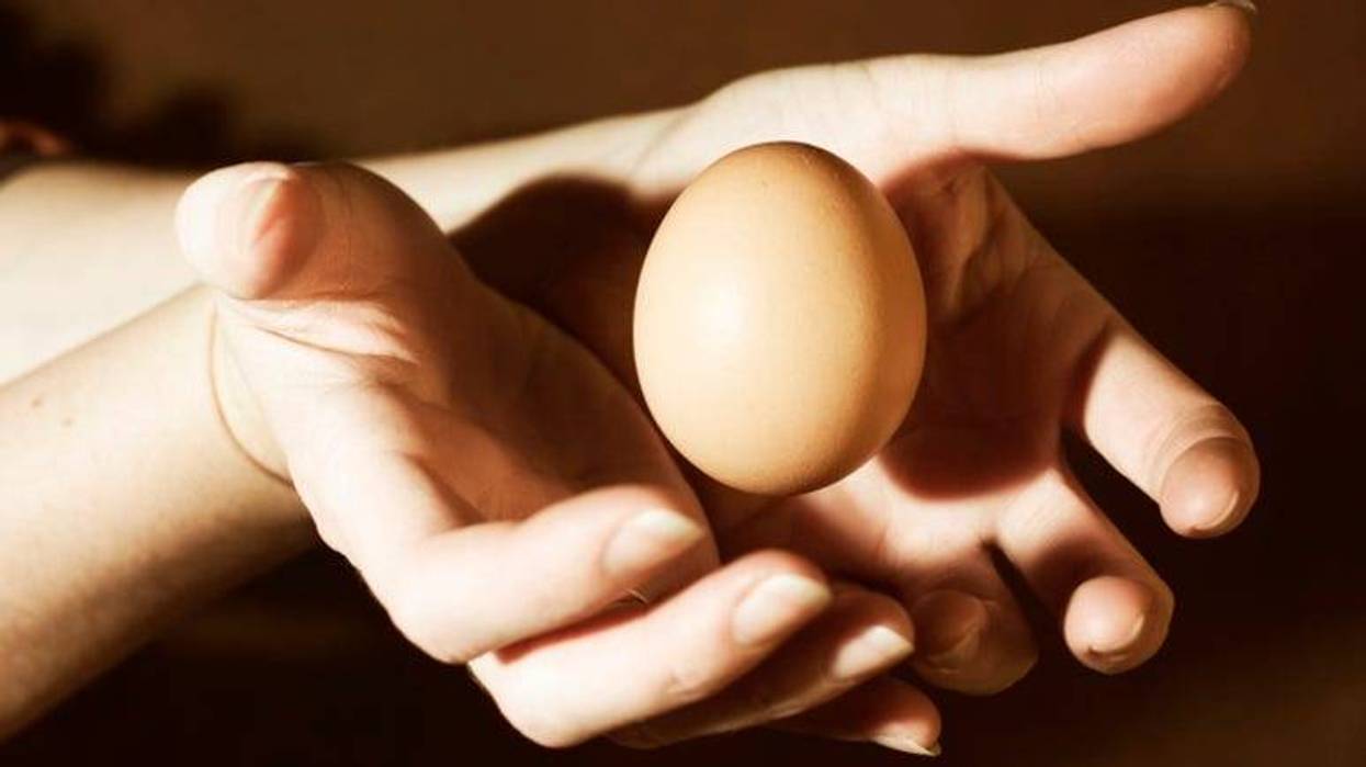 Egg