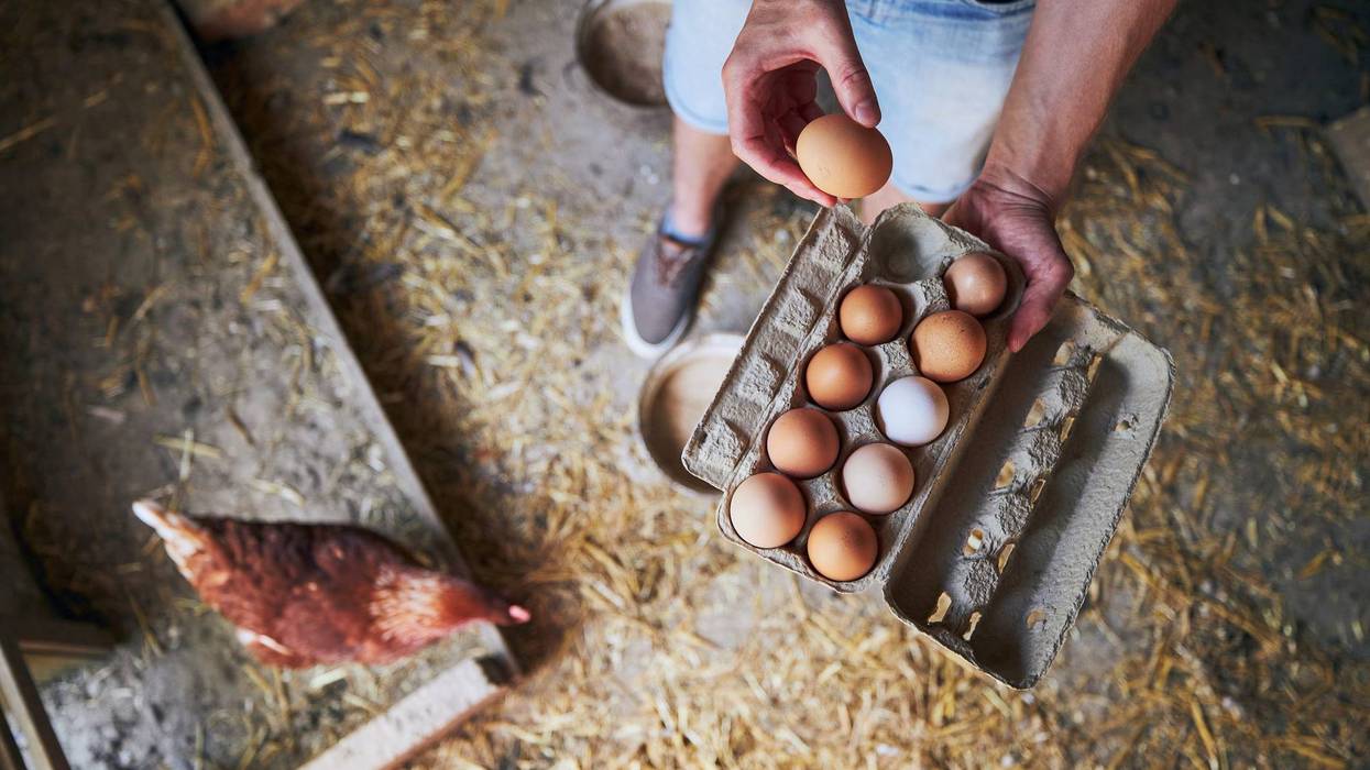 Eggs from small organic farm