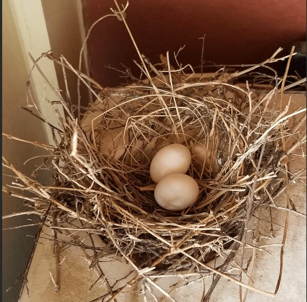 Eggs were laid