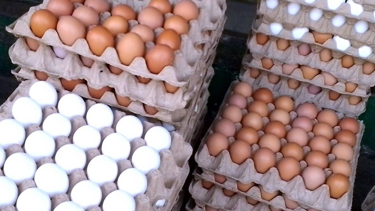 Eggs