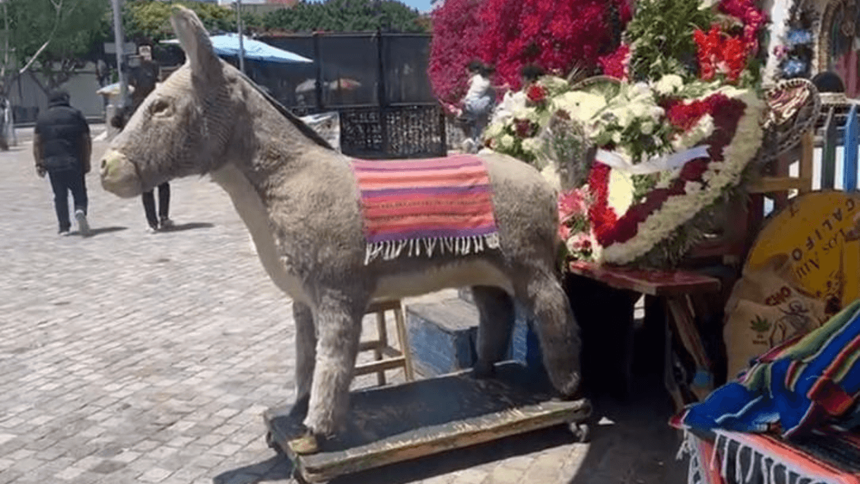 El Burro
