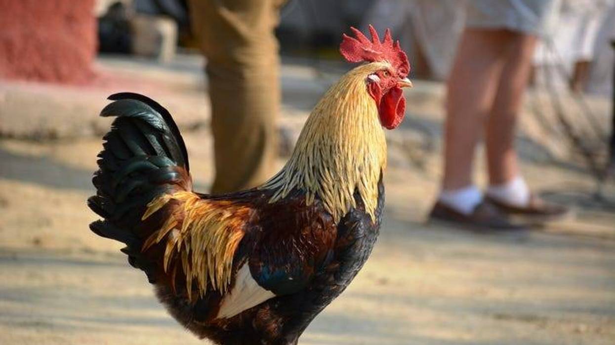 El Gallo de Oro