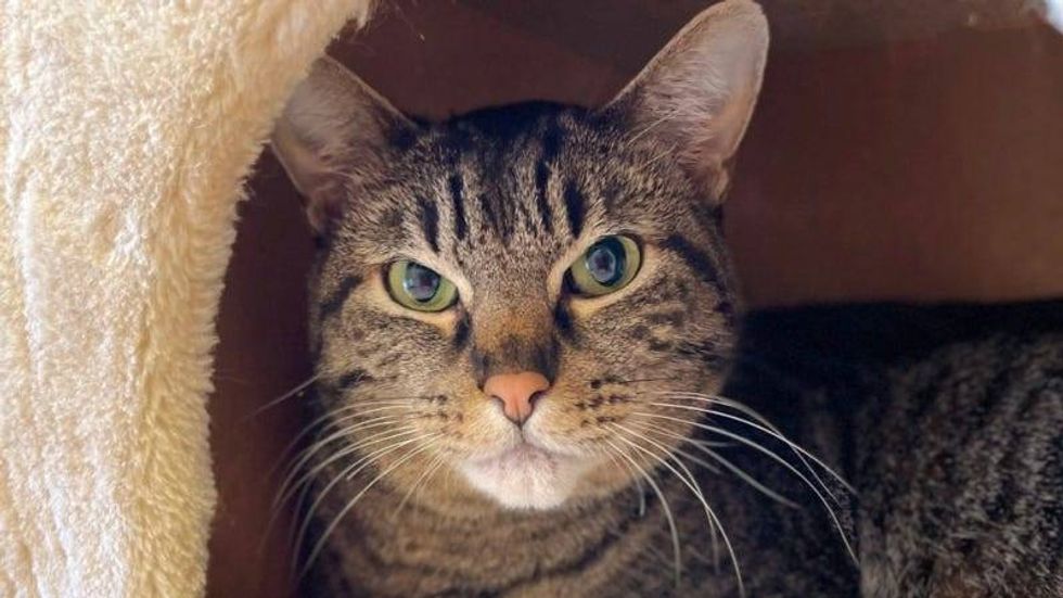 Eleanor @ Austin Humane Society 7/13/22
