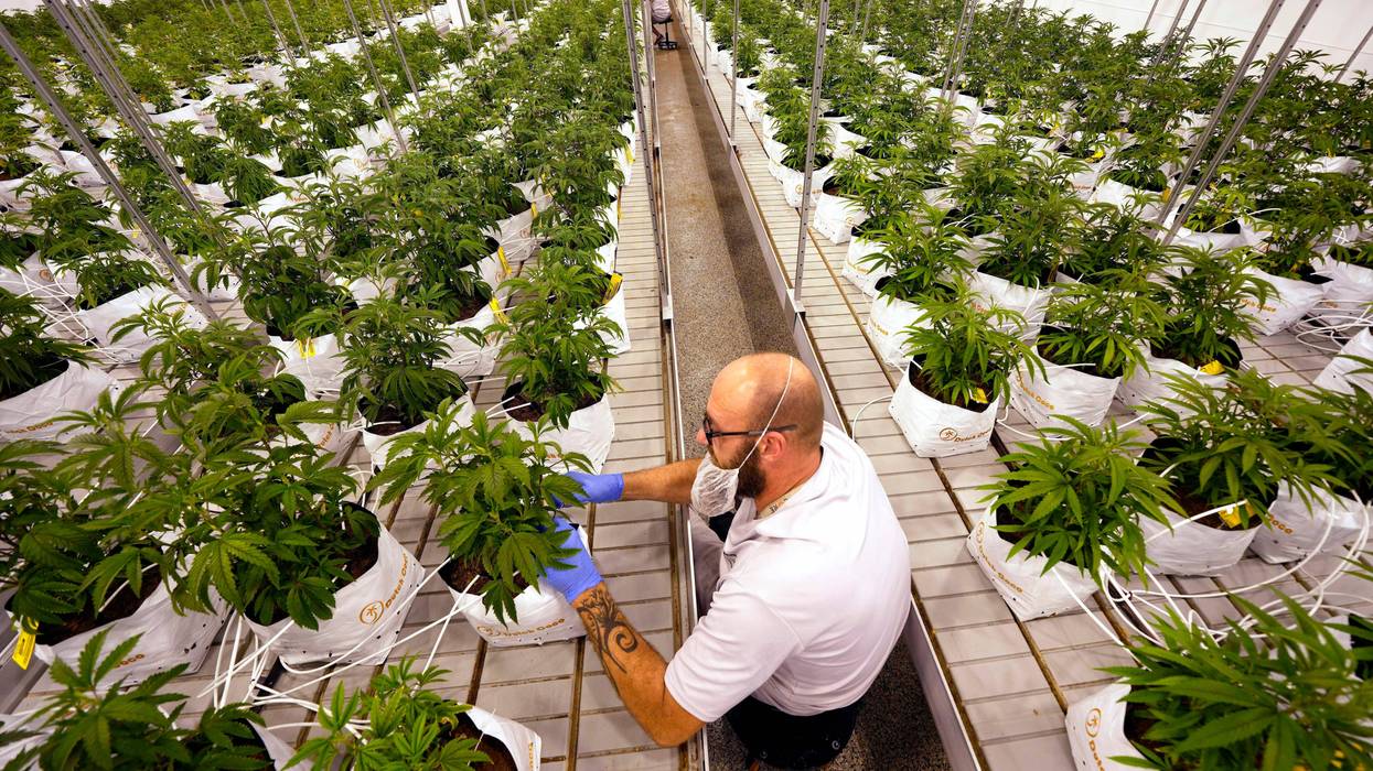 Election 2022-Marijuana-What's Next