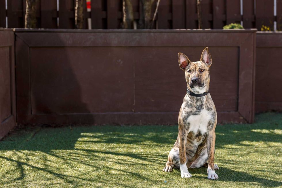 Electra, a playful 1-year-old Australian Cattle Dog mix who loves to explore and learns quickly with treats. Electra still thinks she
