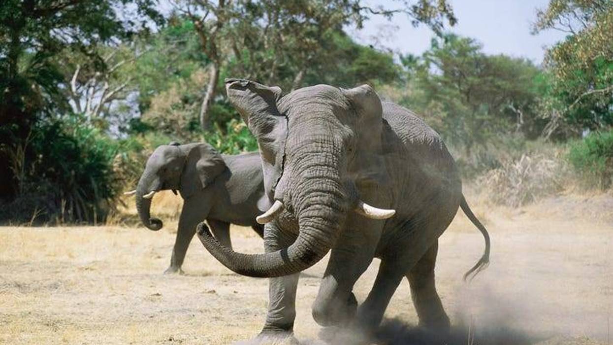 elefante