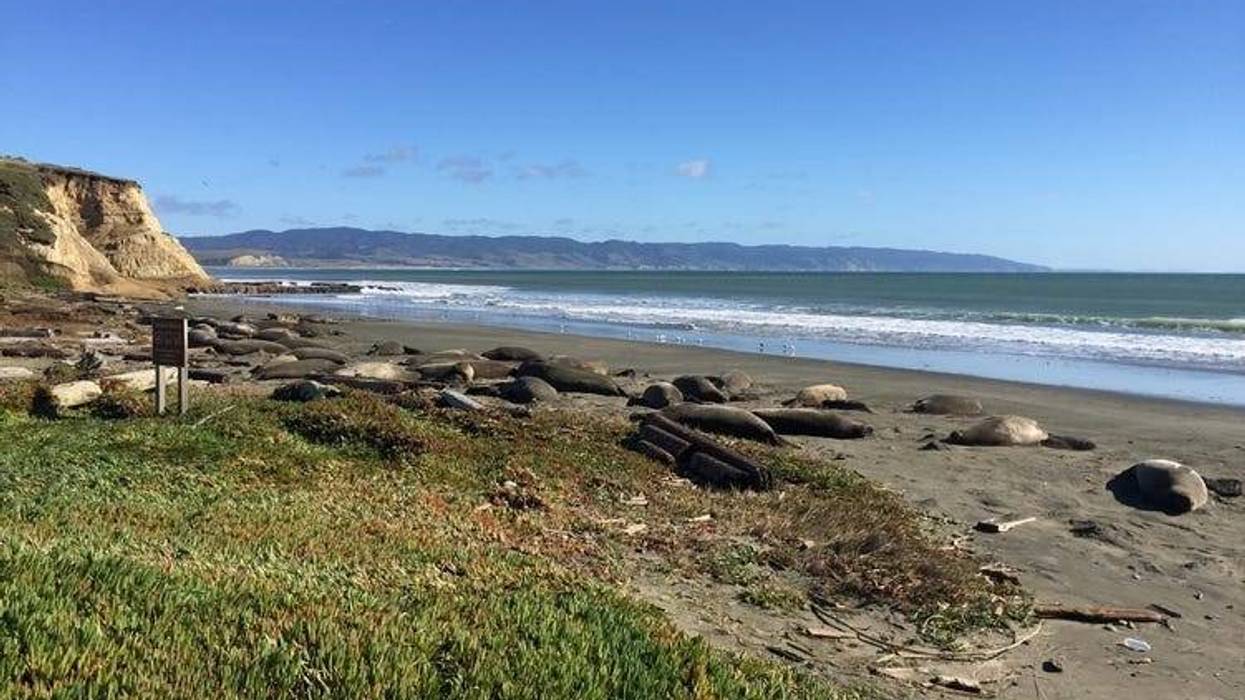 Elephant seals at Drakes Beach