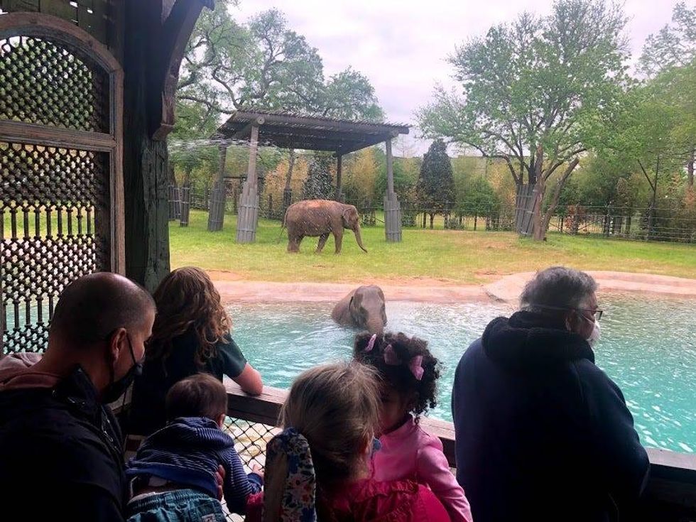 Elephant Springs at The Fort Worth Zoo