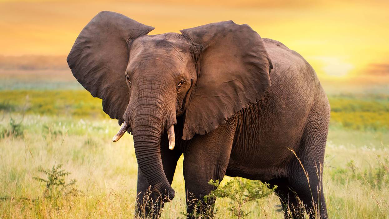 Elephant