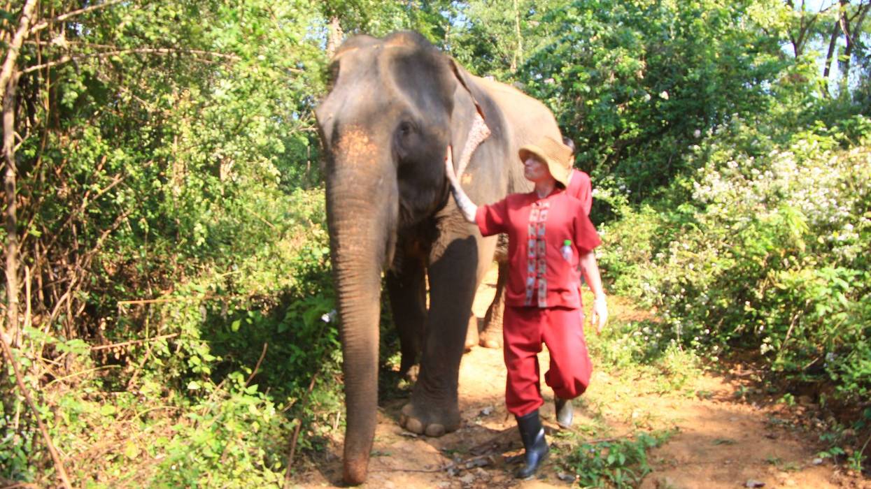 elephant