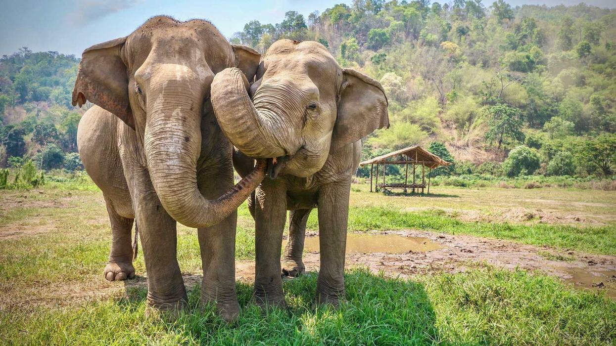 Elephants