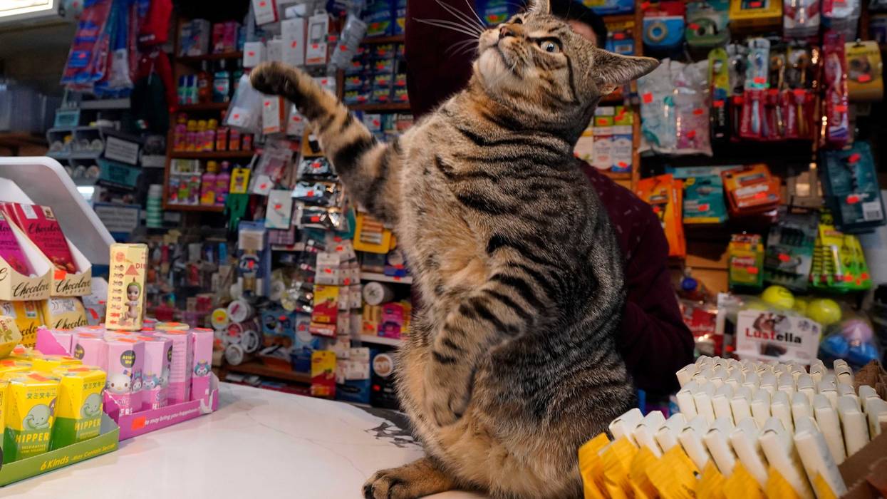 Elias stands briefly on the checkout counter at Stars Deli in the Williamsburg section of the Brooklyn borough of New York, Friday, March 14, 2025