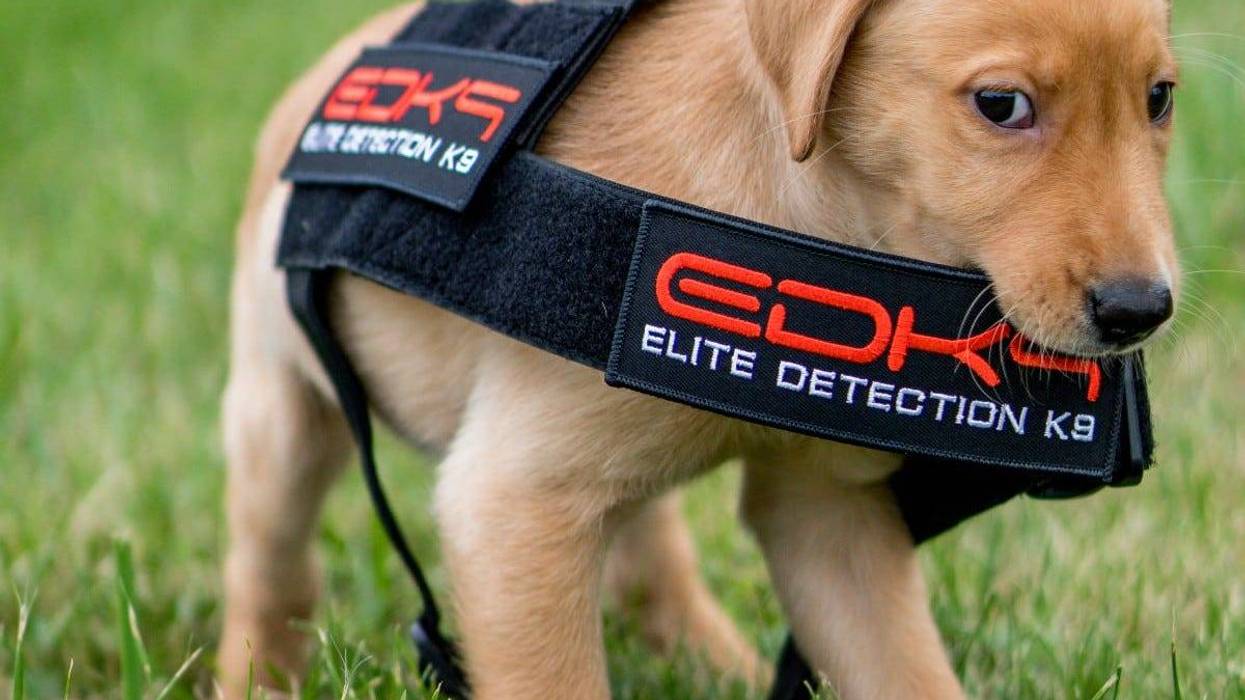 Elite K-9 puppy