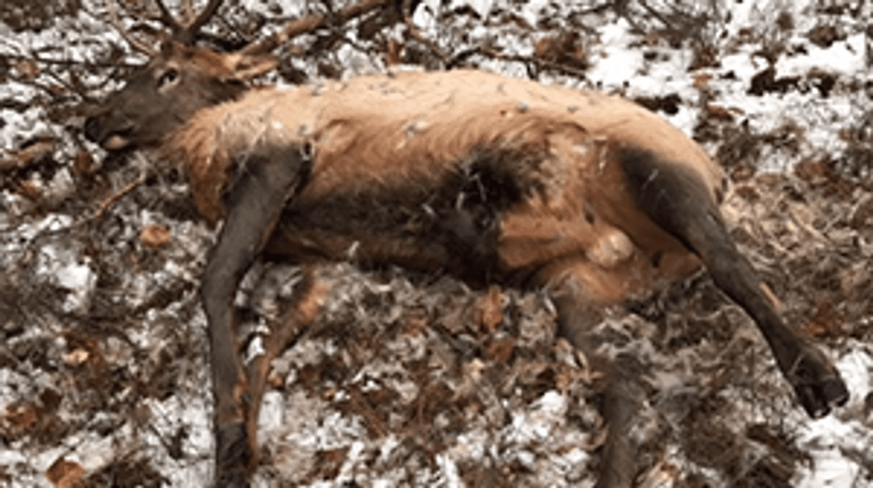 elk killed