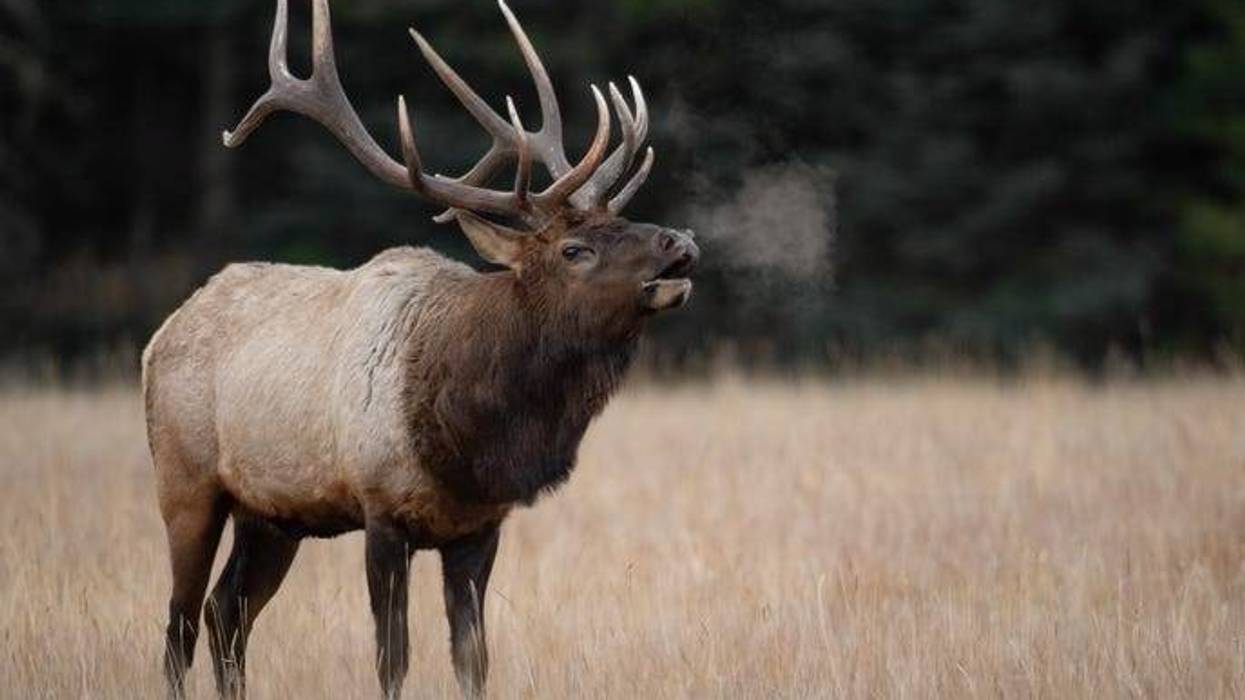 Elk