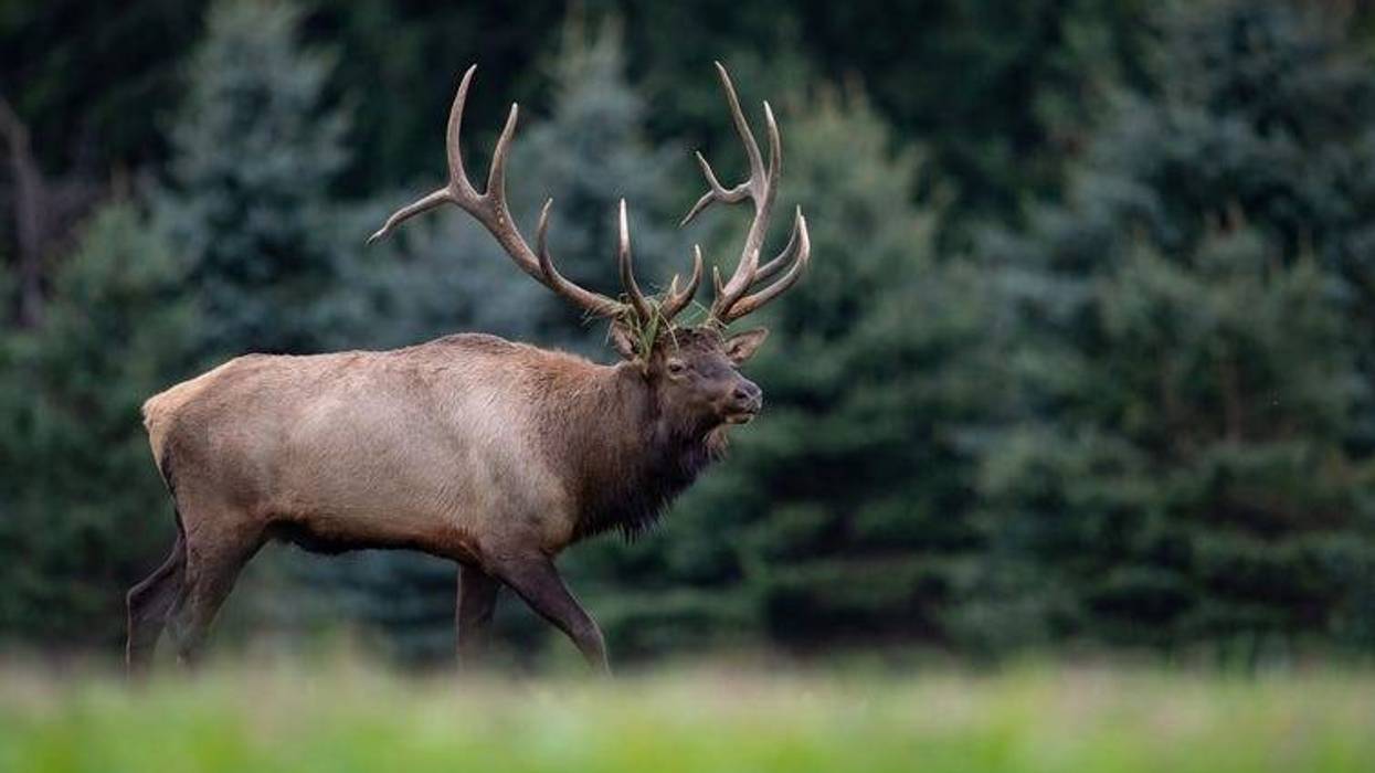 elk