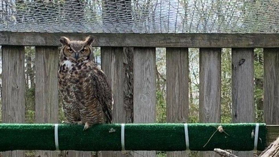 Elliot the great horned owl.