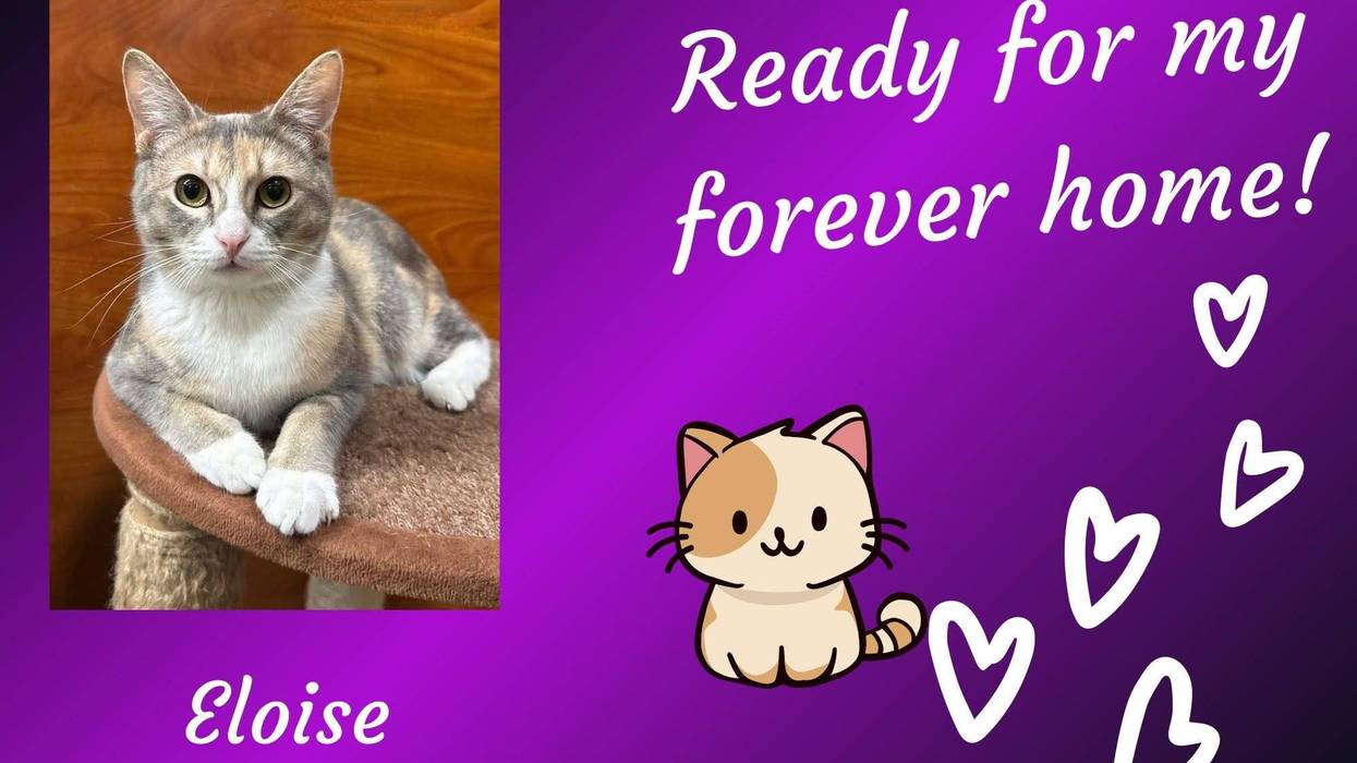 Eloise, a year old dilute calico cat