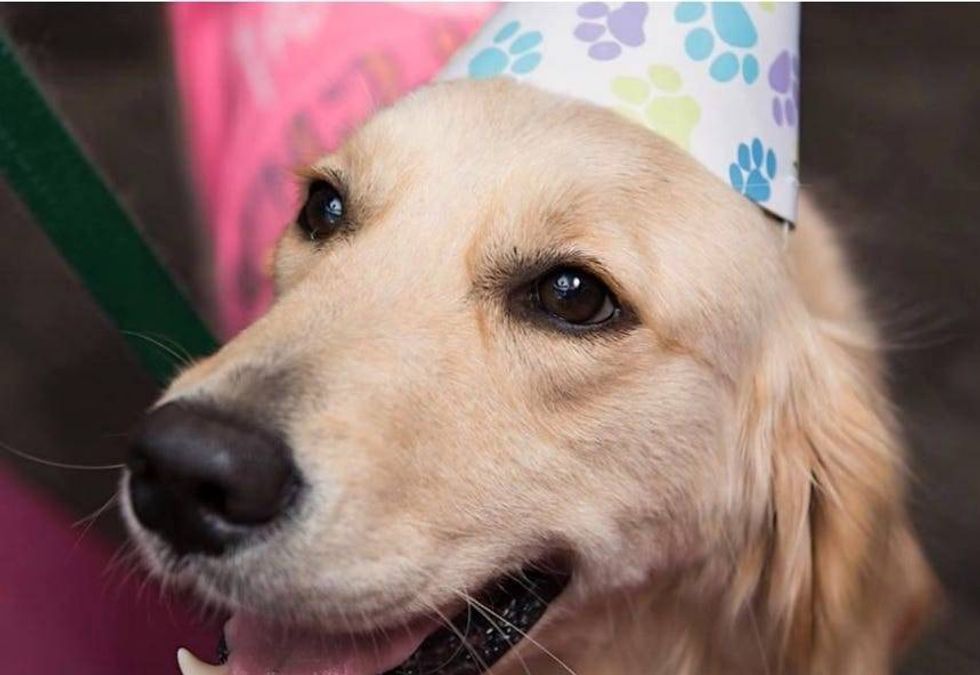 Elsa, a therapy dog at Texas Children