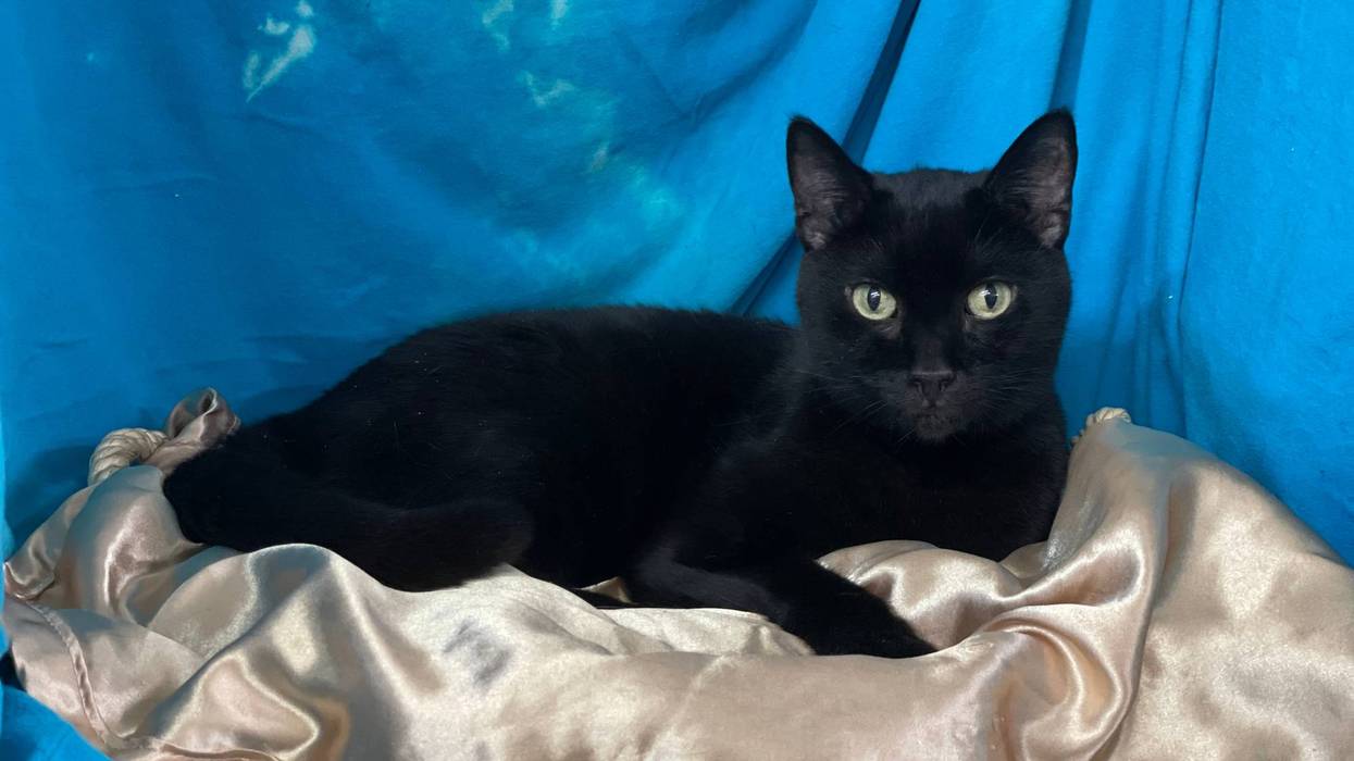 Elsa, an eight year old black cat up for adoption through ARE Animal Rescue in Hemet