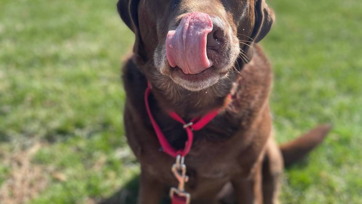 Elvis