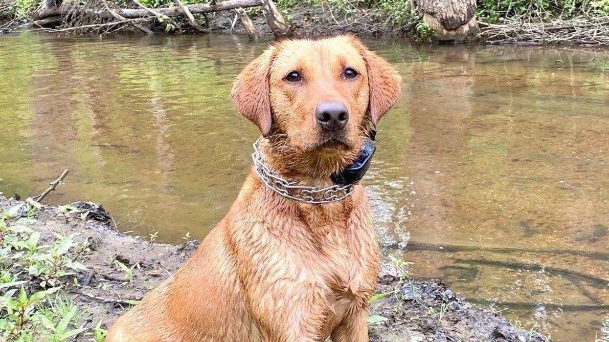 Ember, a K9 assigned to the Gloucester County fire marshal, in 2020