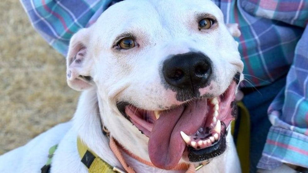 Emma @ Austin Humane Society 9/06/23