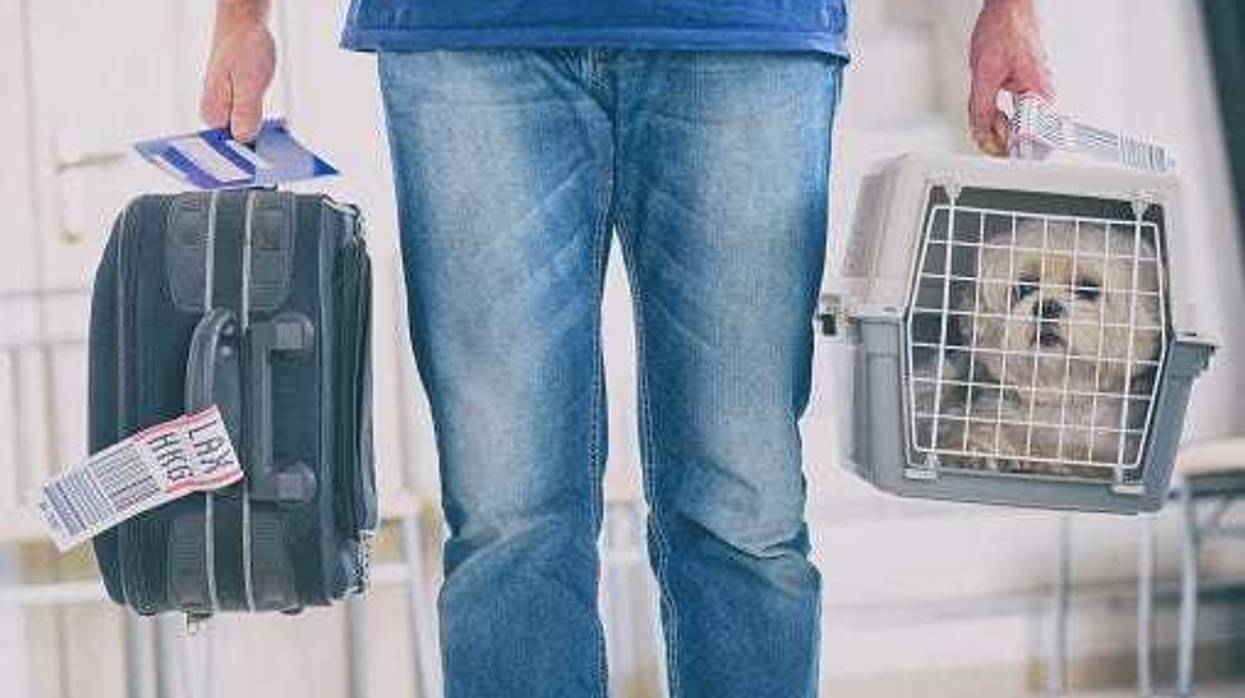 Emotional support animal