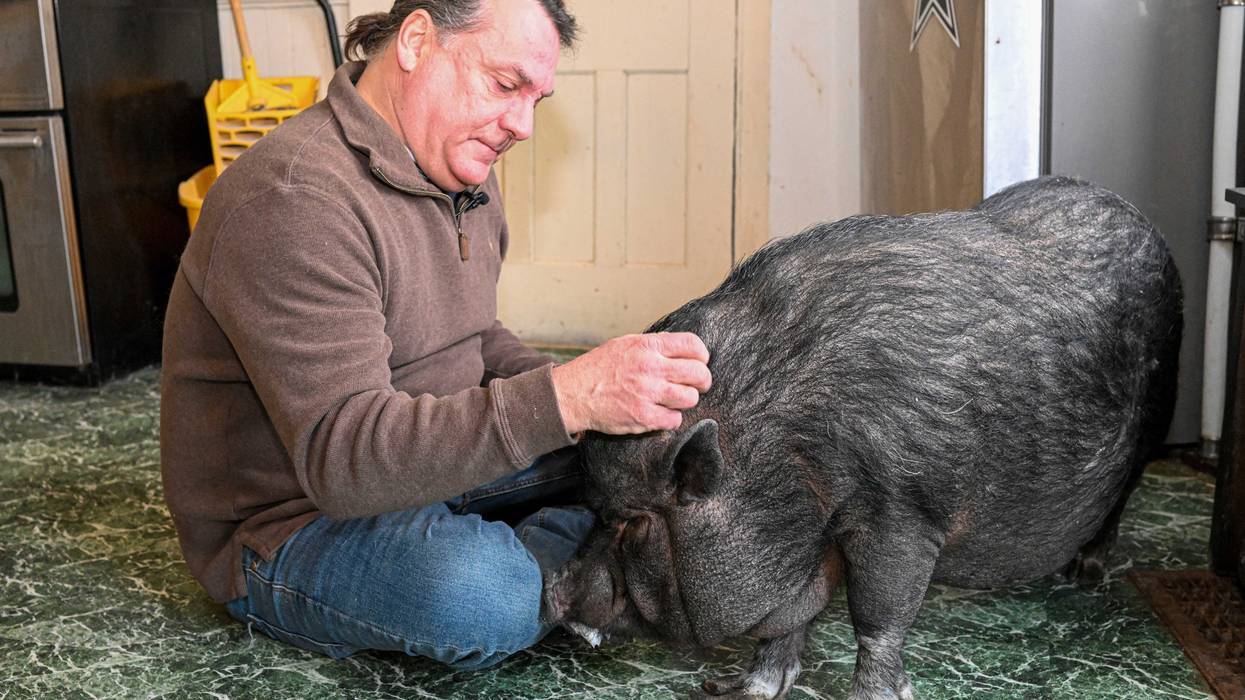 Emotional Support Pig
