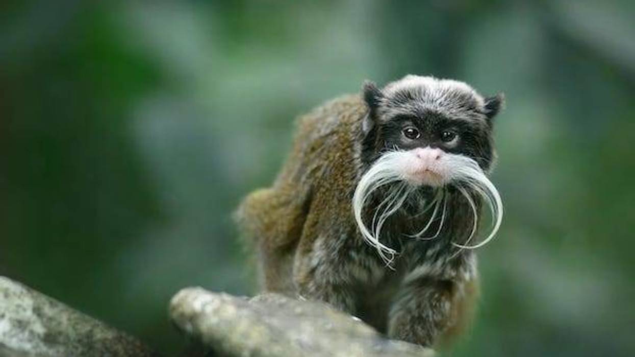 Emperor tamarin monkey with big funny mustache