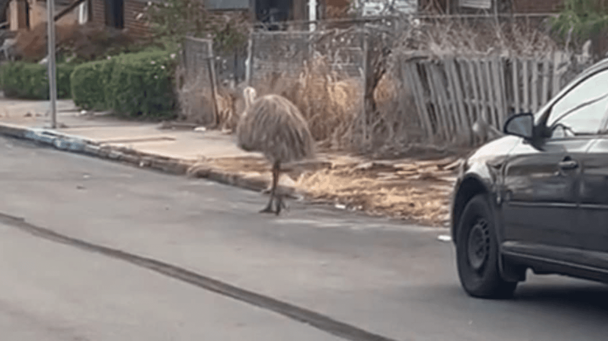 Emu found in McKeesport