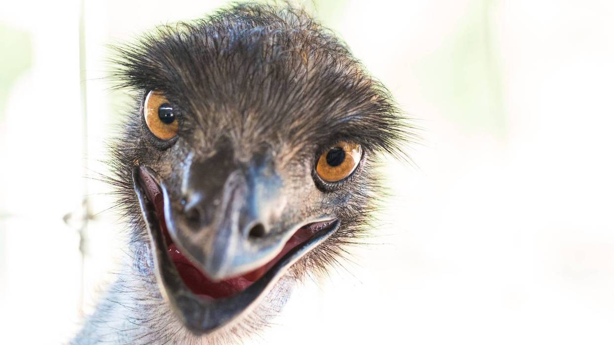 Emu head wiith white background