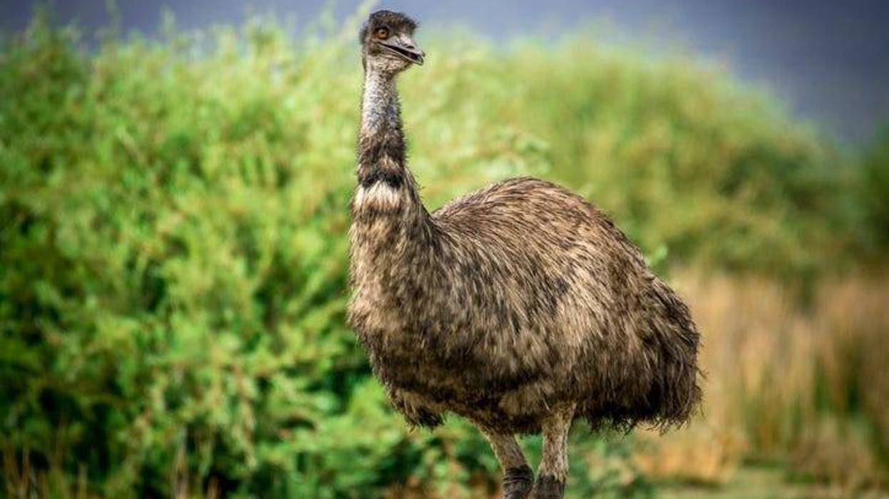 Emu