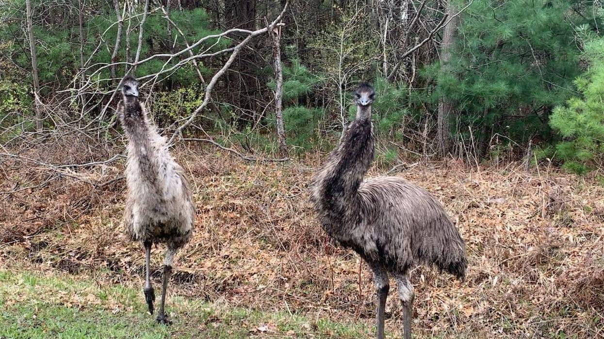 Emus in Midland County