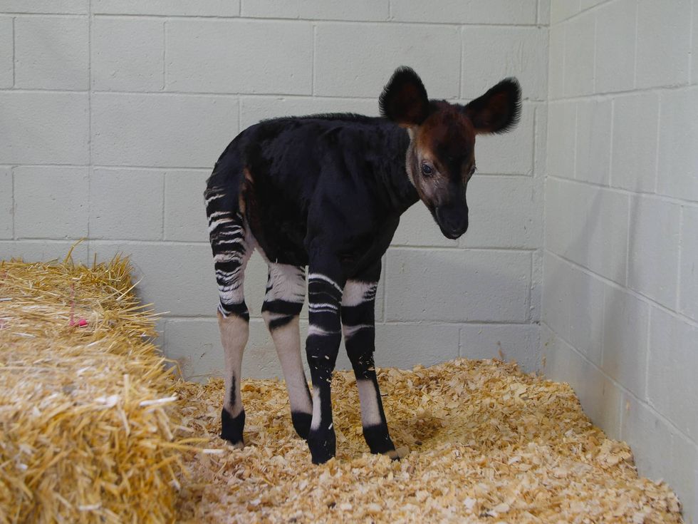 Endangered Okapi calf born at Audubon Zoo