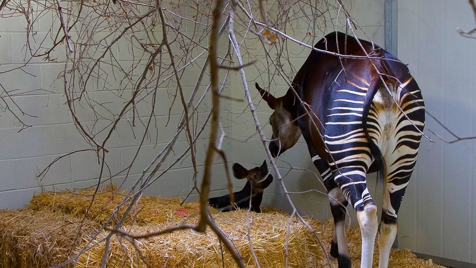 Endangered Okapi calf born at Audubon Zoo