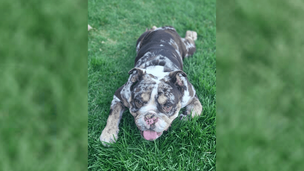 English bulldog