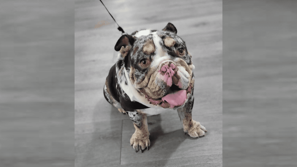 English bulldog