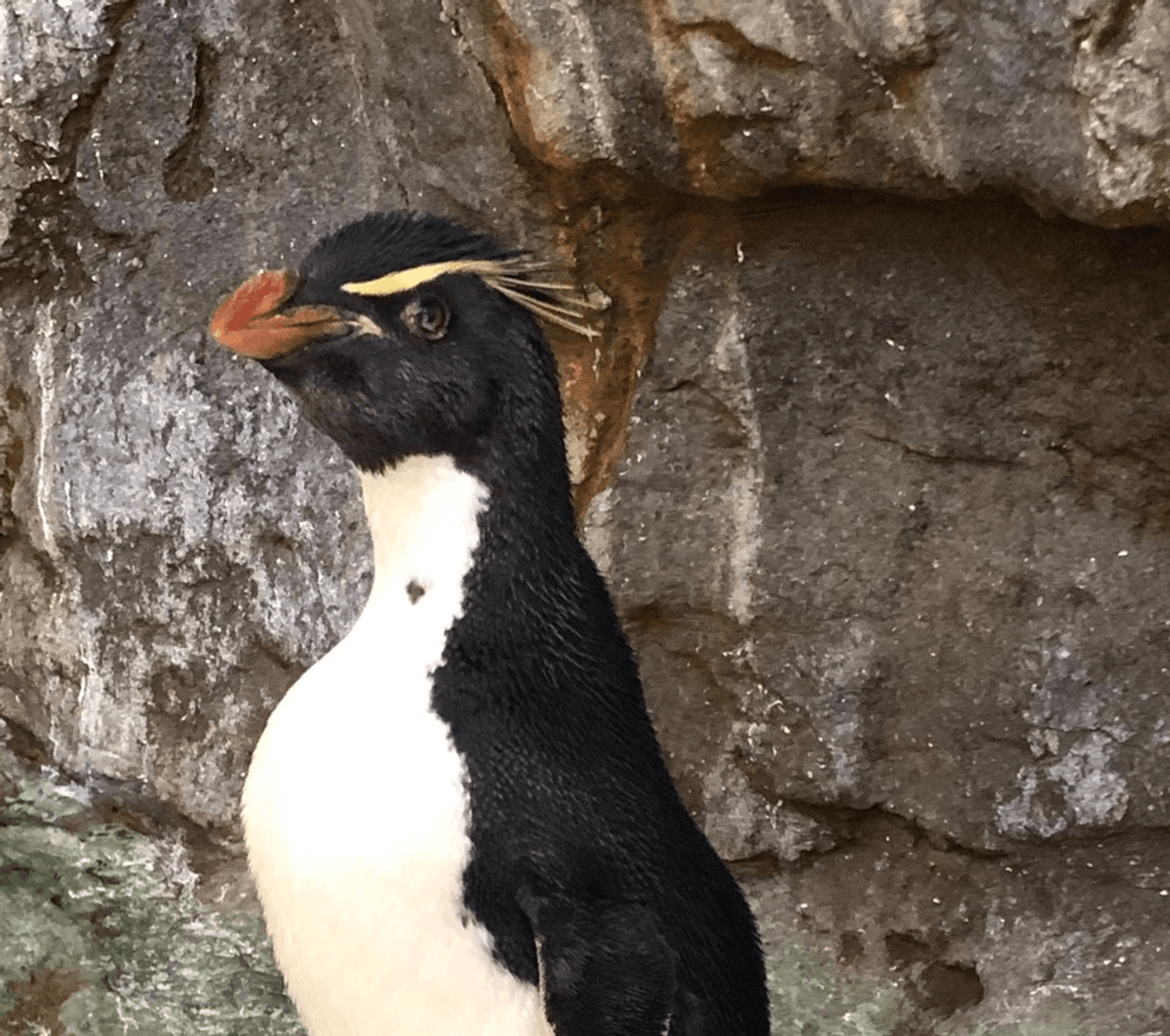 Enrique, a 30-year-old southern rockhopper penguin that died Dec. 3 at the St. Louis Zoo.