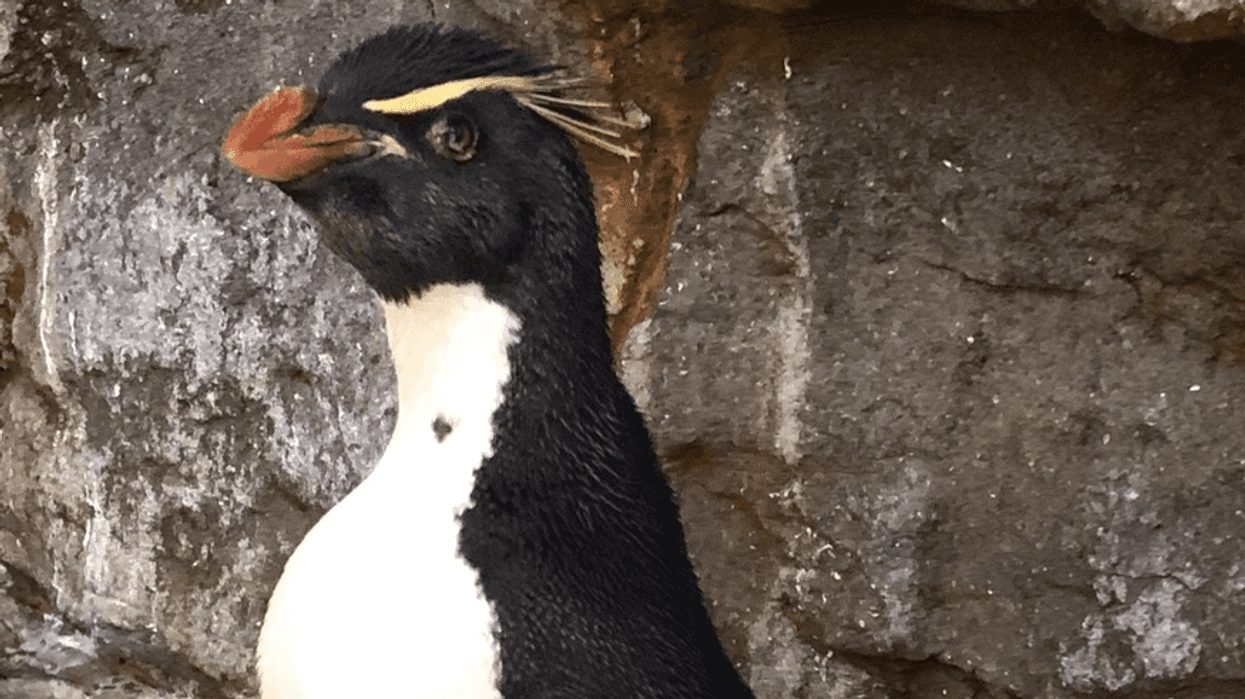 Enrique, a 30-year-old southern rockhopper penguin that died Dec. 3 at the St. Louis Zoo.