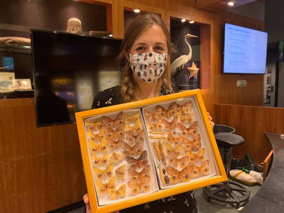 Entomologist Isa Betencourt shows off a collection of butterflies at Bugfest.