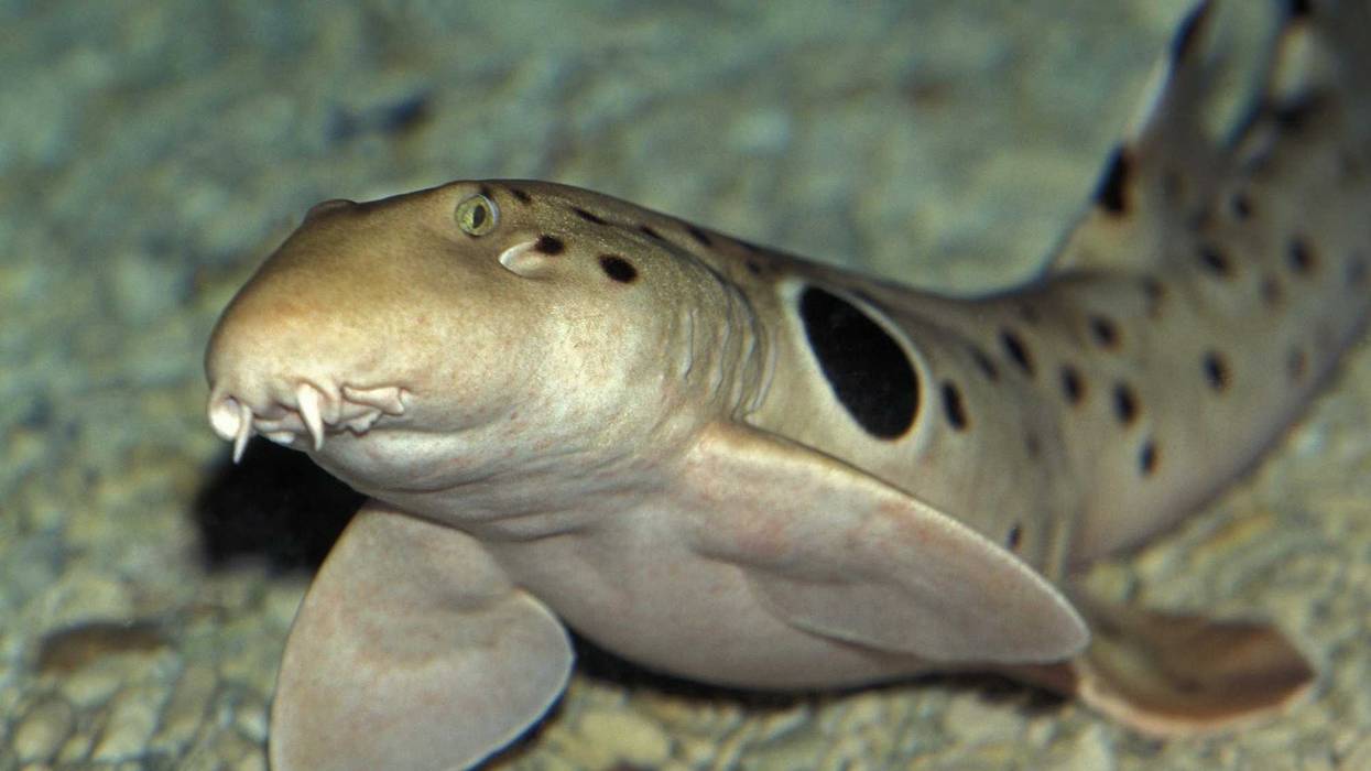 Epaulette Shark, hemiscyllium ocellatum