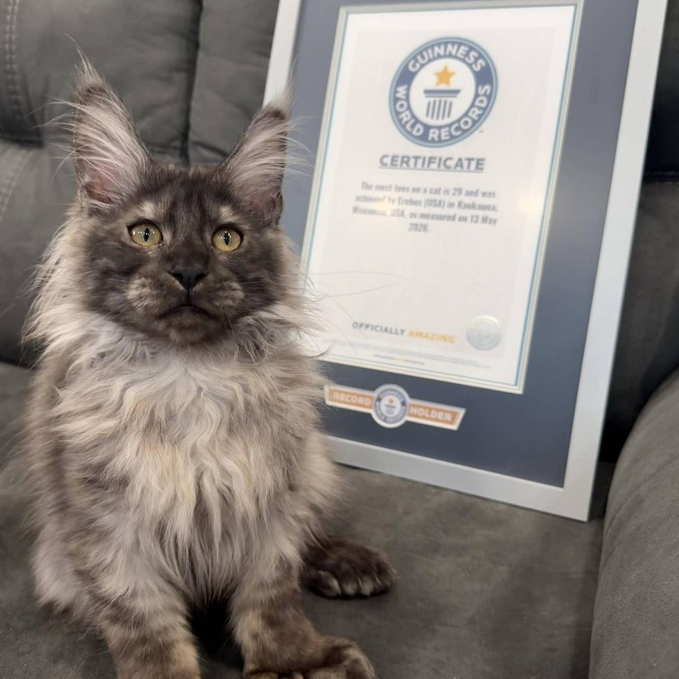 Erebus Anomaly and his Guinness World Record.